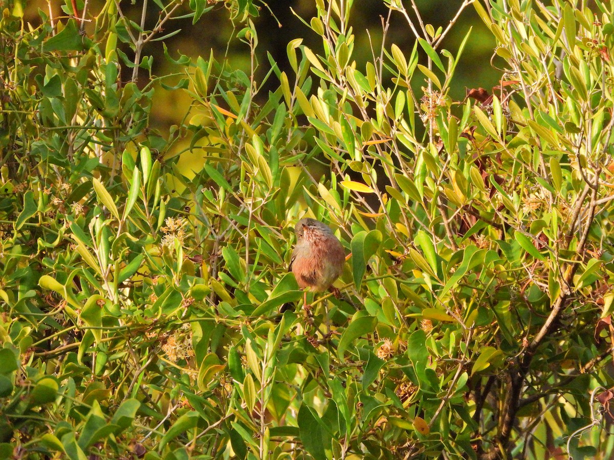 Etze-txinboa - ML644580762