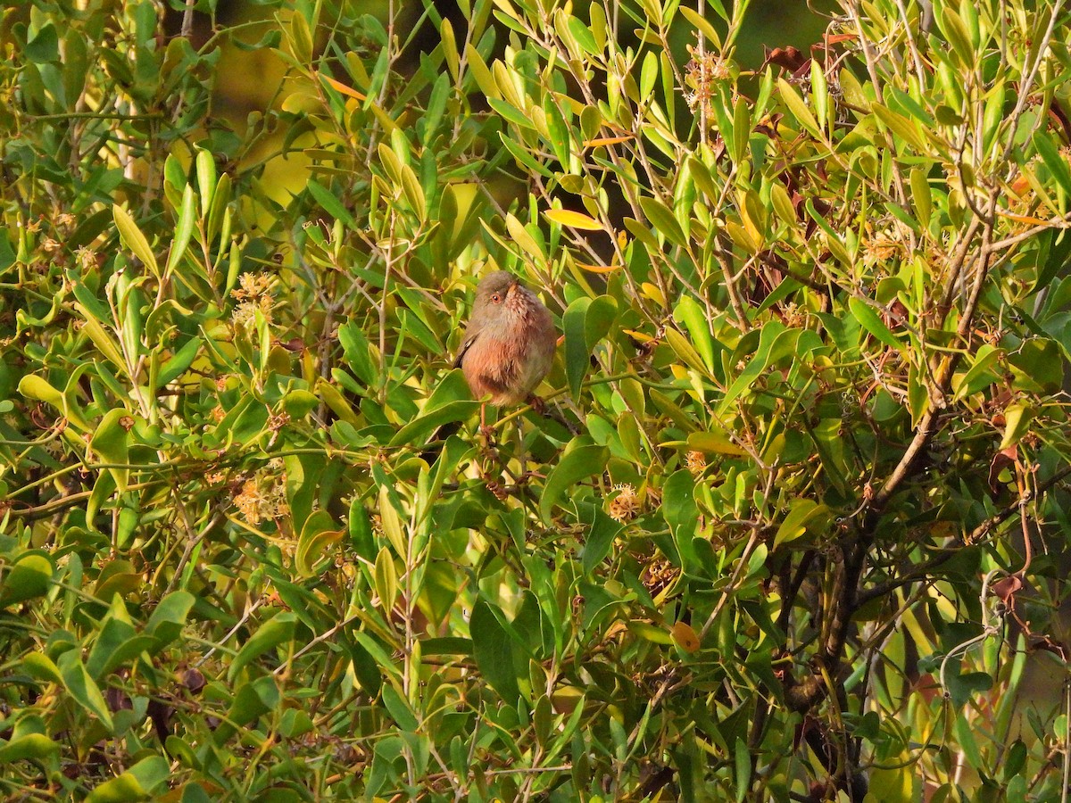 Etze-txinboa - ML644580763