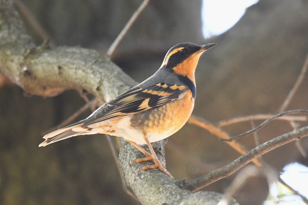 Varied Thrush - ML644580764