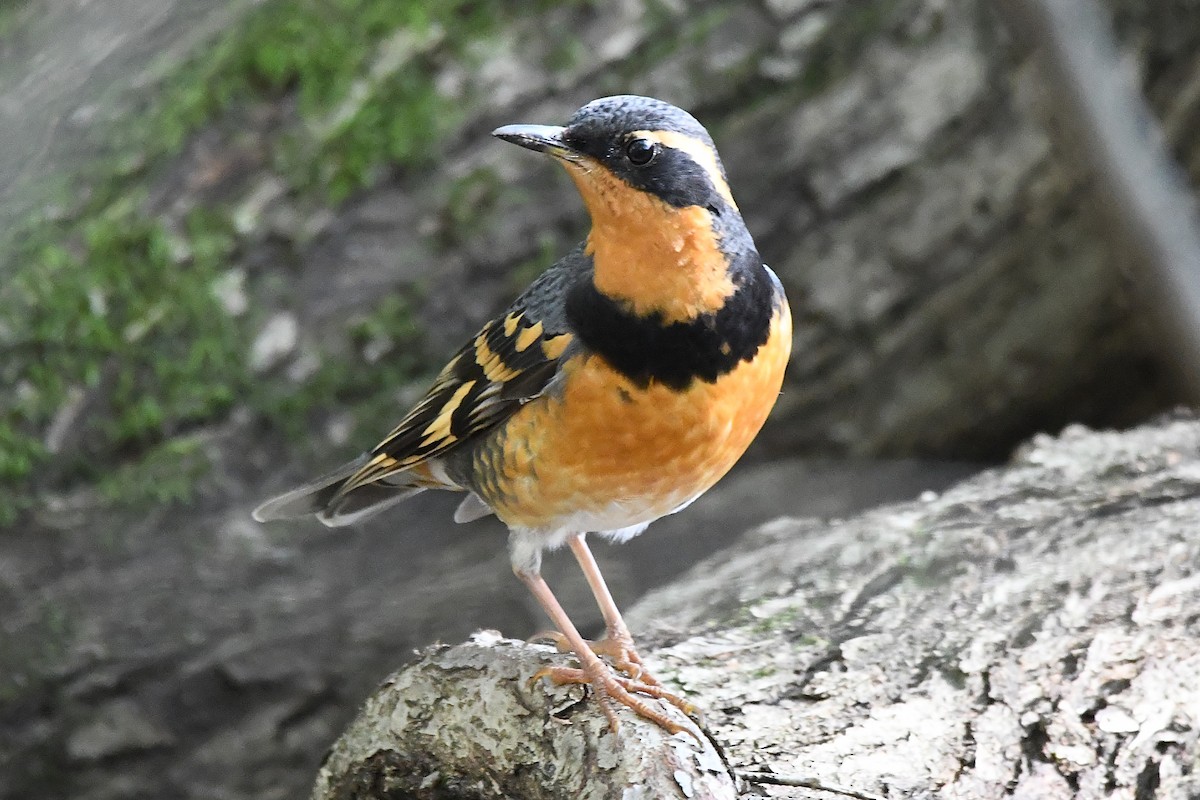 Varied Thrush - ML644580765
