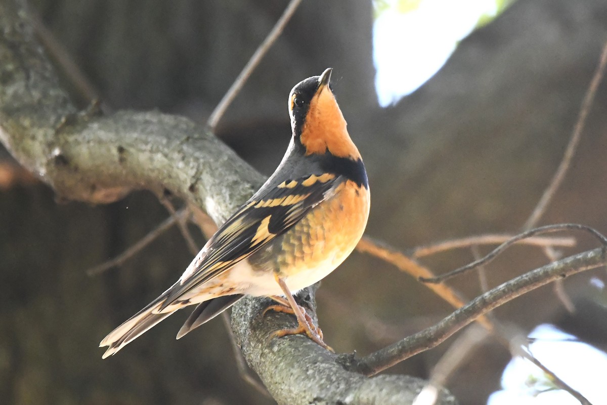 Varied Thrush - ML644580766