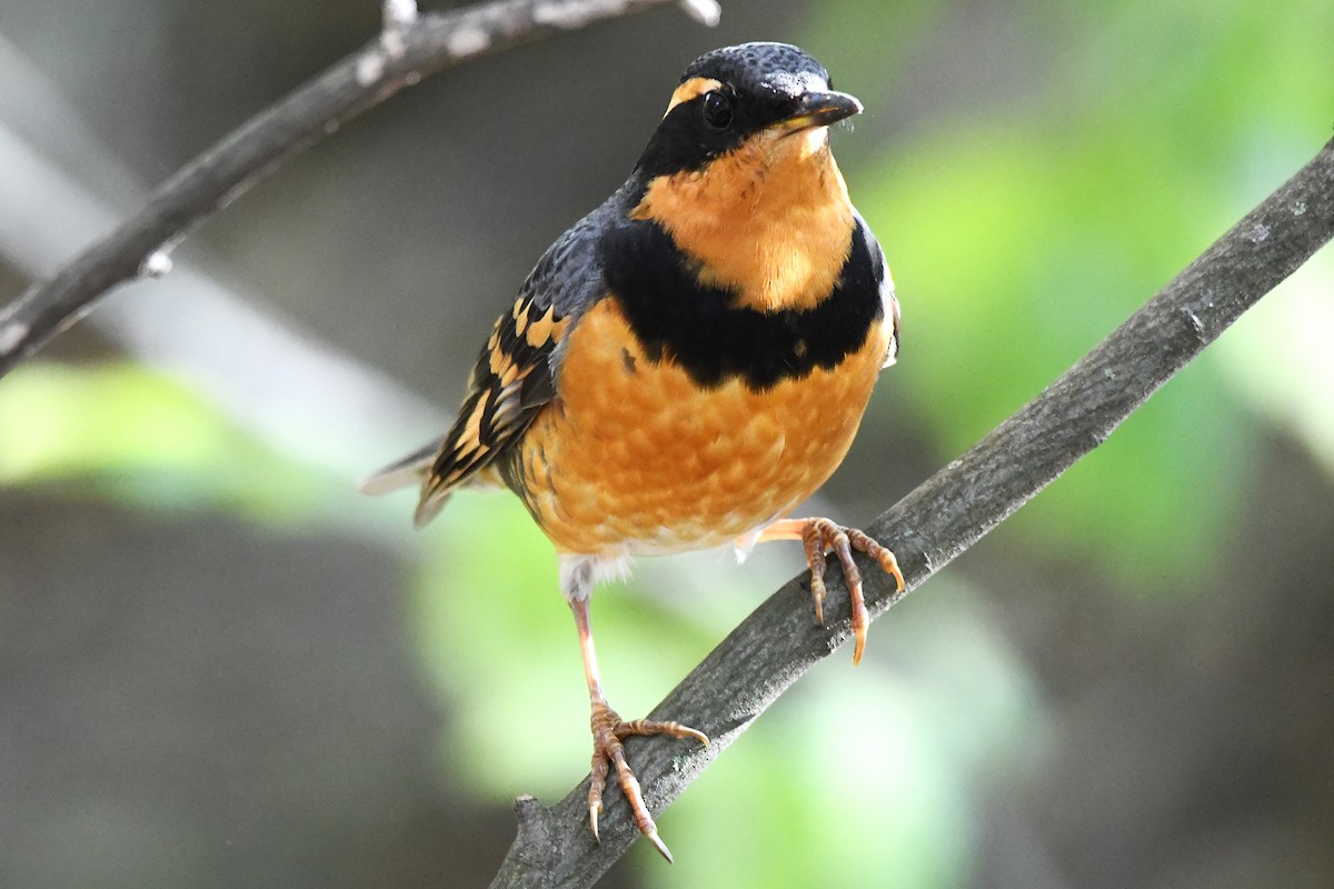 Varied Thrush - ML644580767