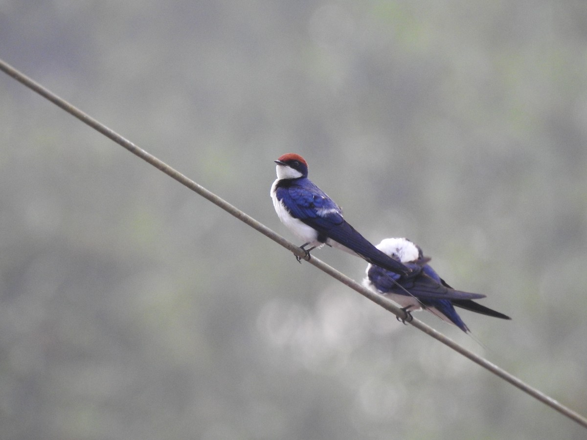 trådstjertsvale - ML644580768