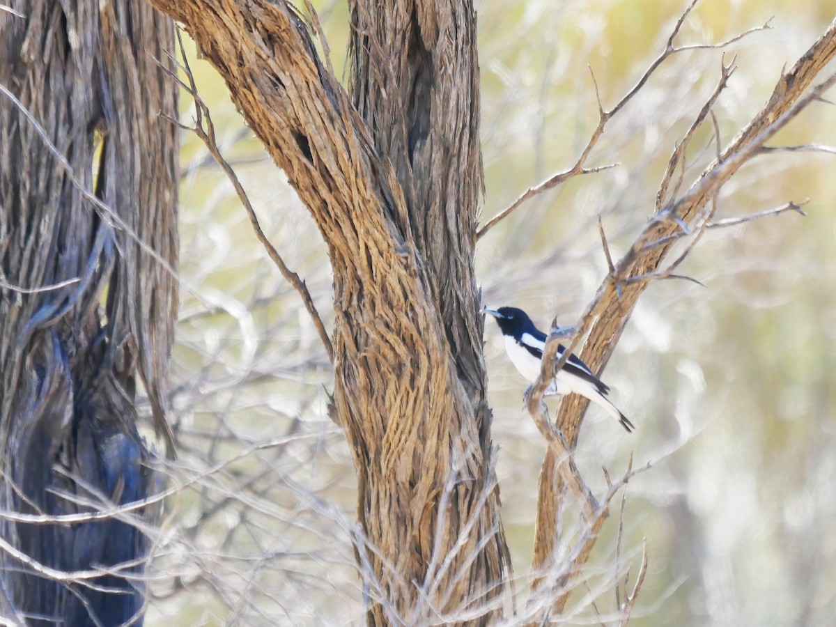 Pied Honeyeater - ML644580772