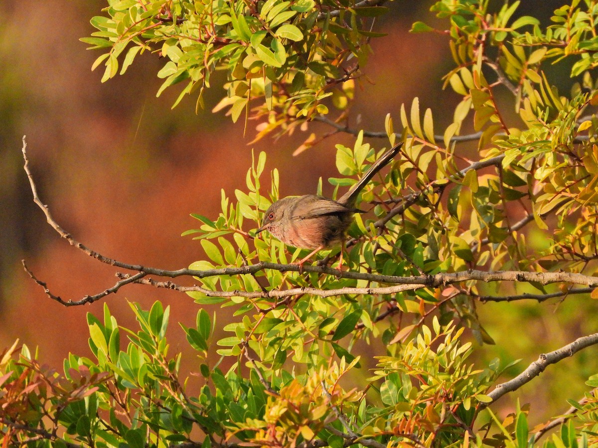 Etze-txinboa - ML644580774