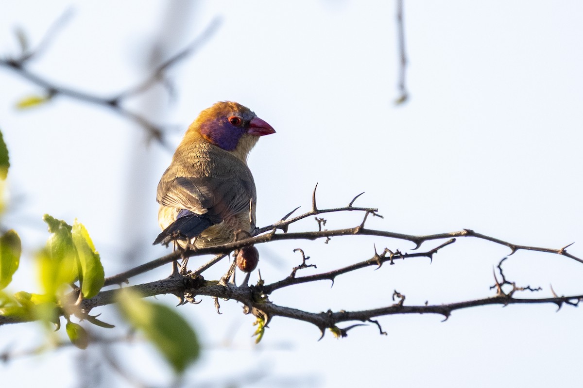 Violet-eared Waxbill - ML644580778