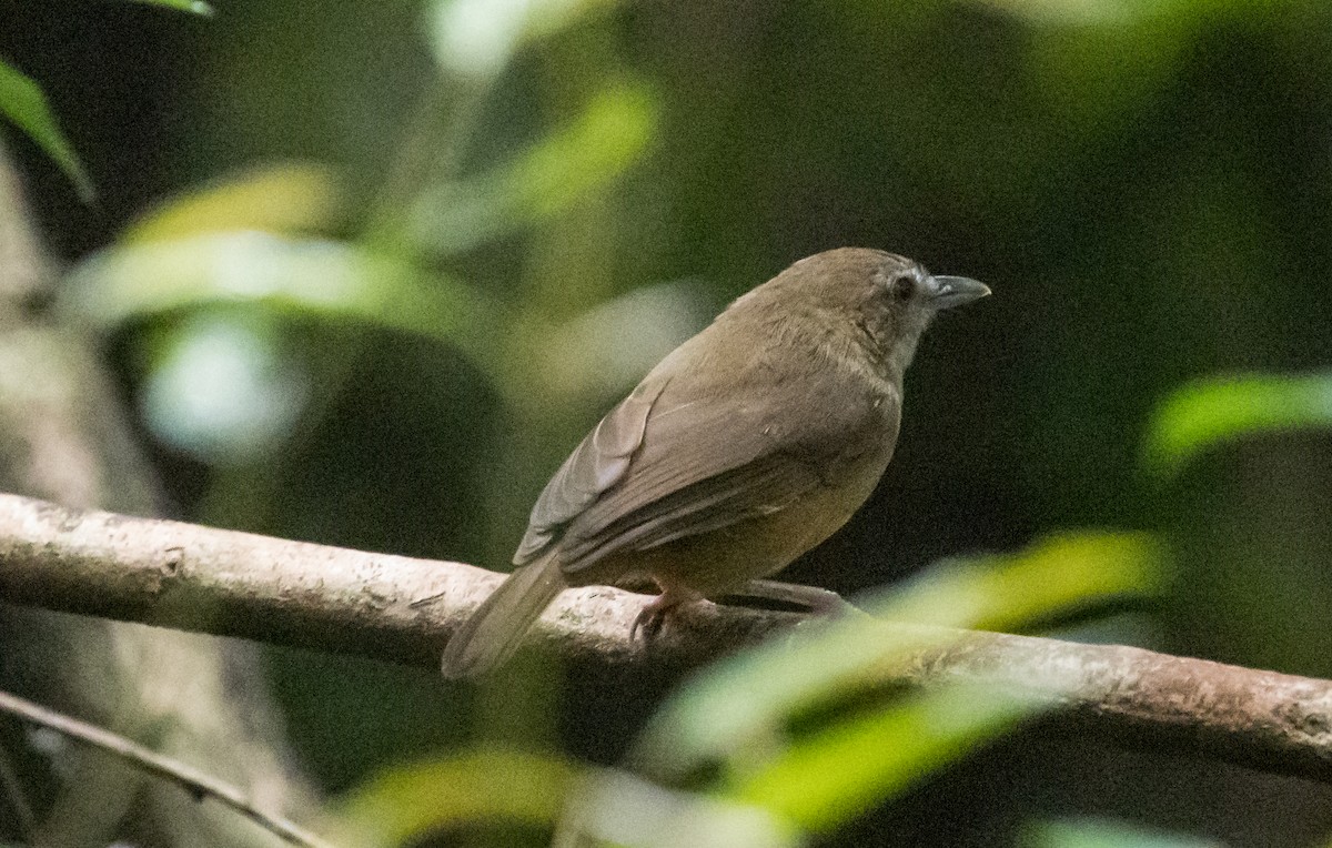 Abbott's Babbler - ML644580780