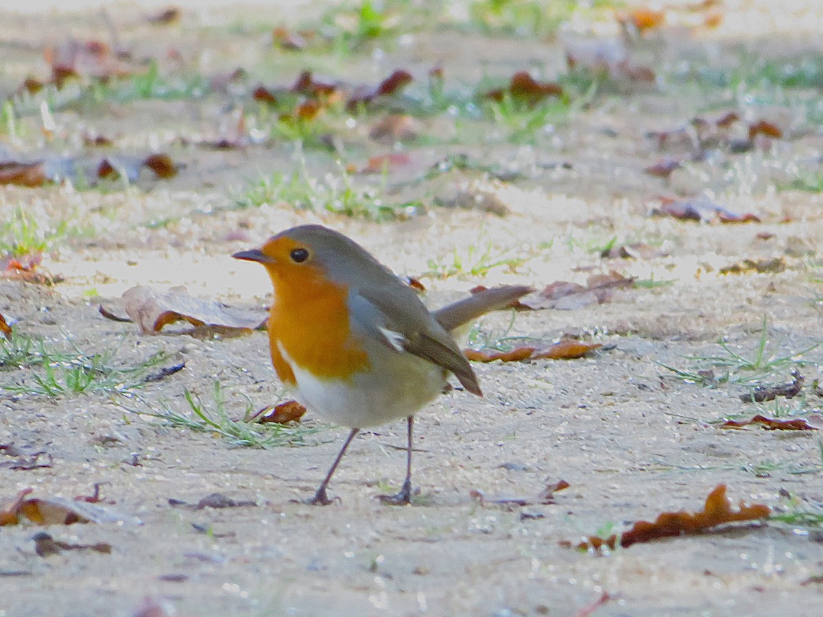 červenka obecná - ML644580784