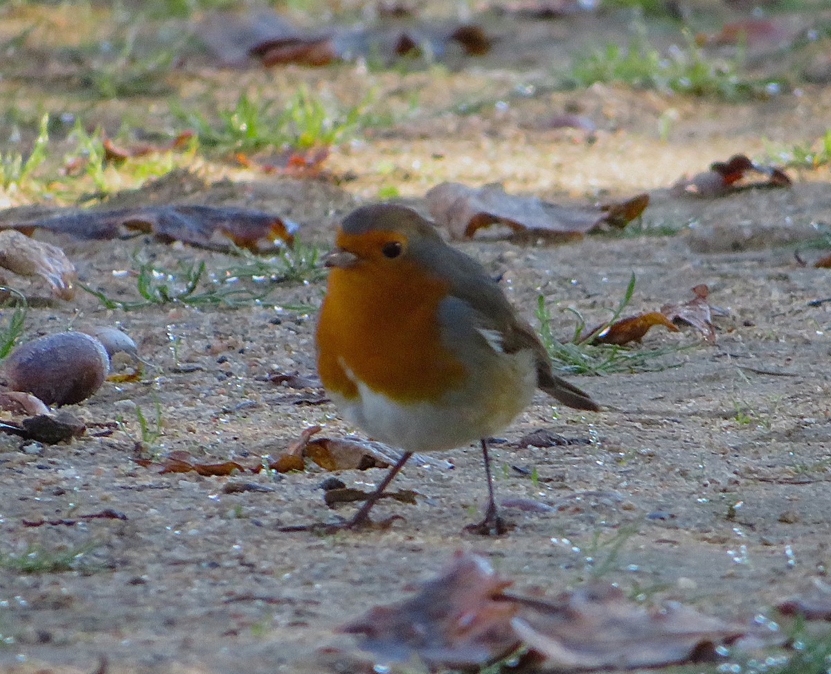 červenka obecná - ML644580786