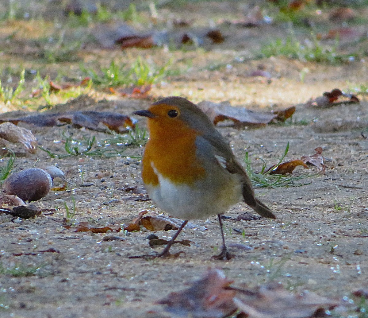 červenka obecná - ML644580790