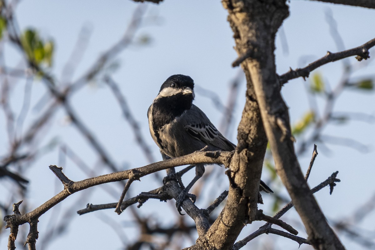 Ashy Tit - ML644580794