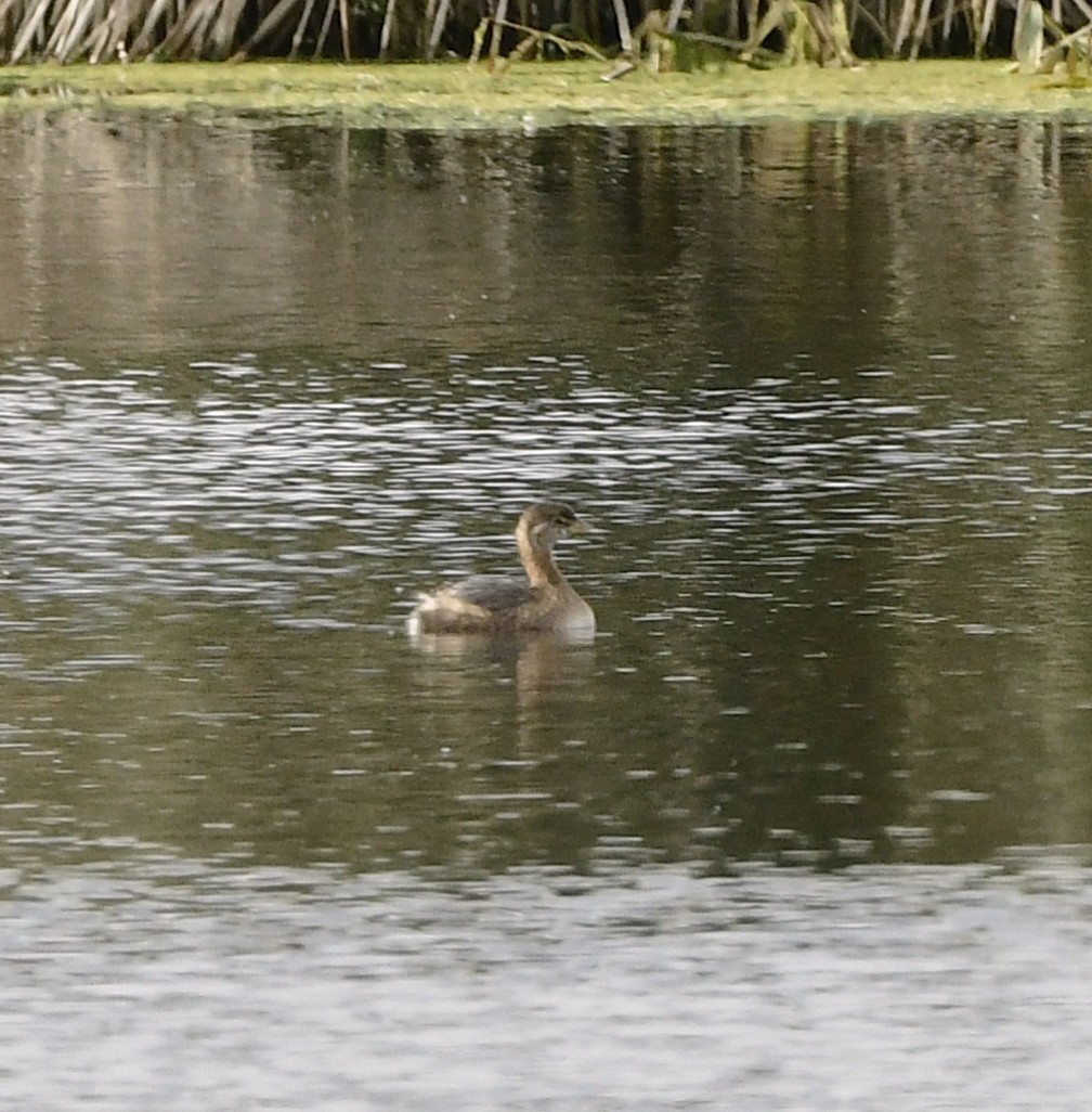 Kalın Gagalı Batağan - ML644580798