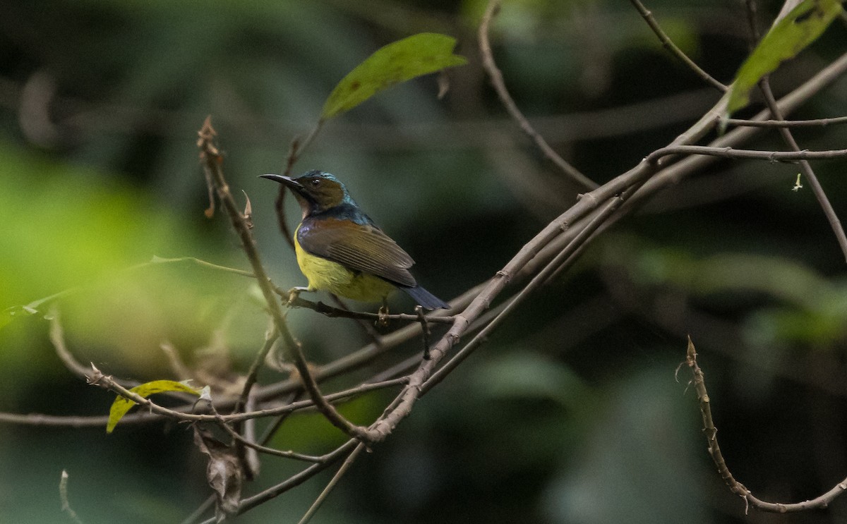 Braunkehl-Nektarvogel - ML644580805