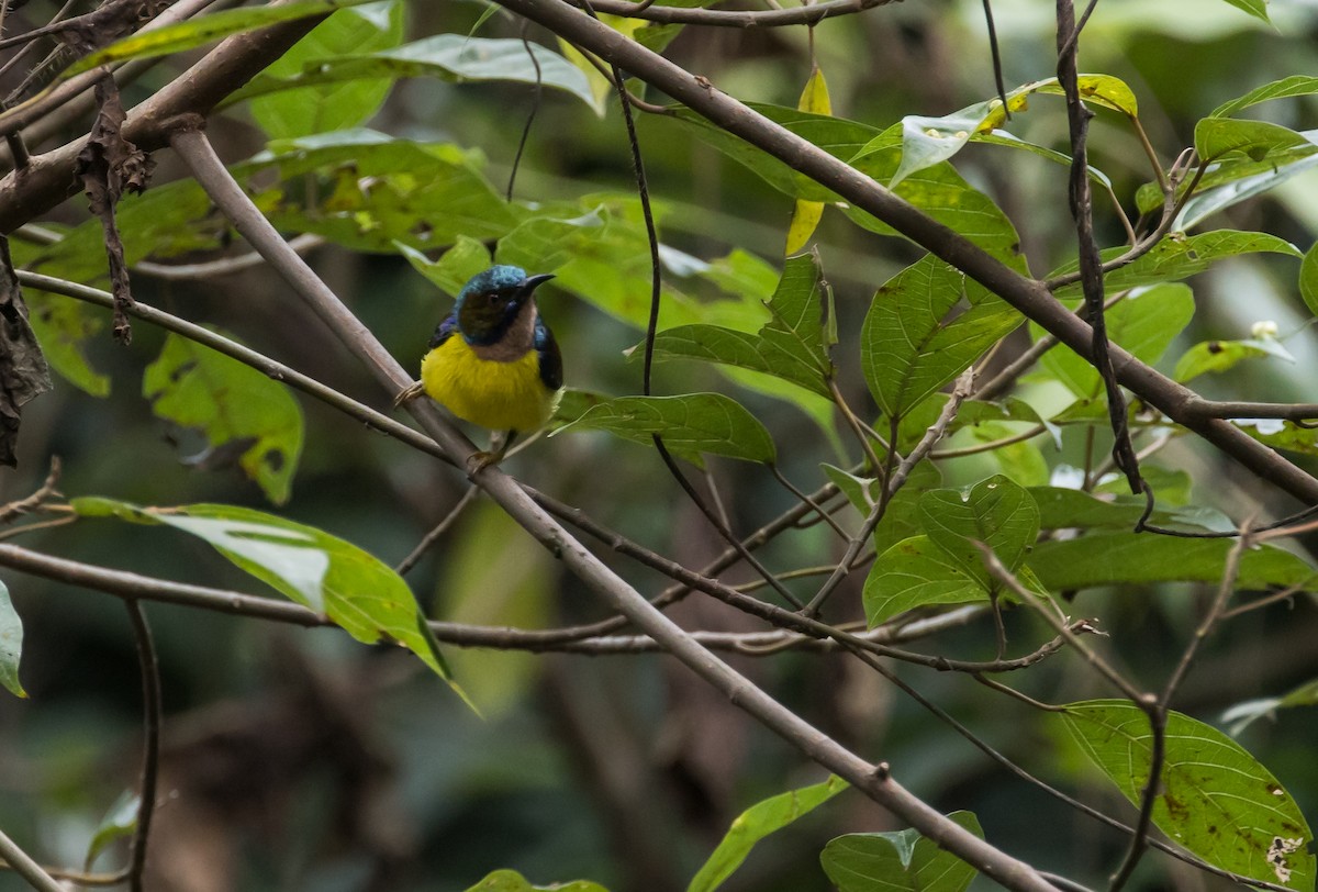 Braunkehl-Nektarvogel - ML644580806