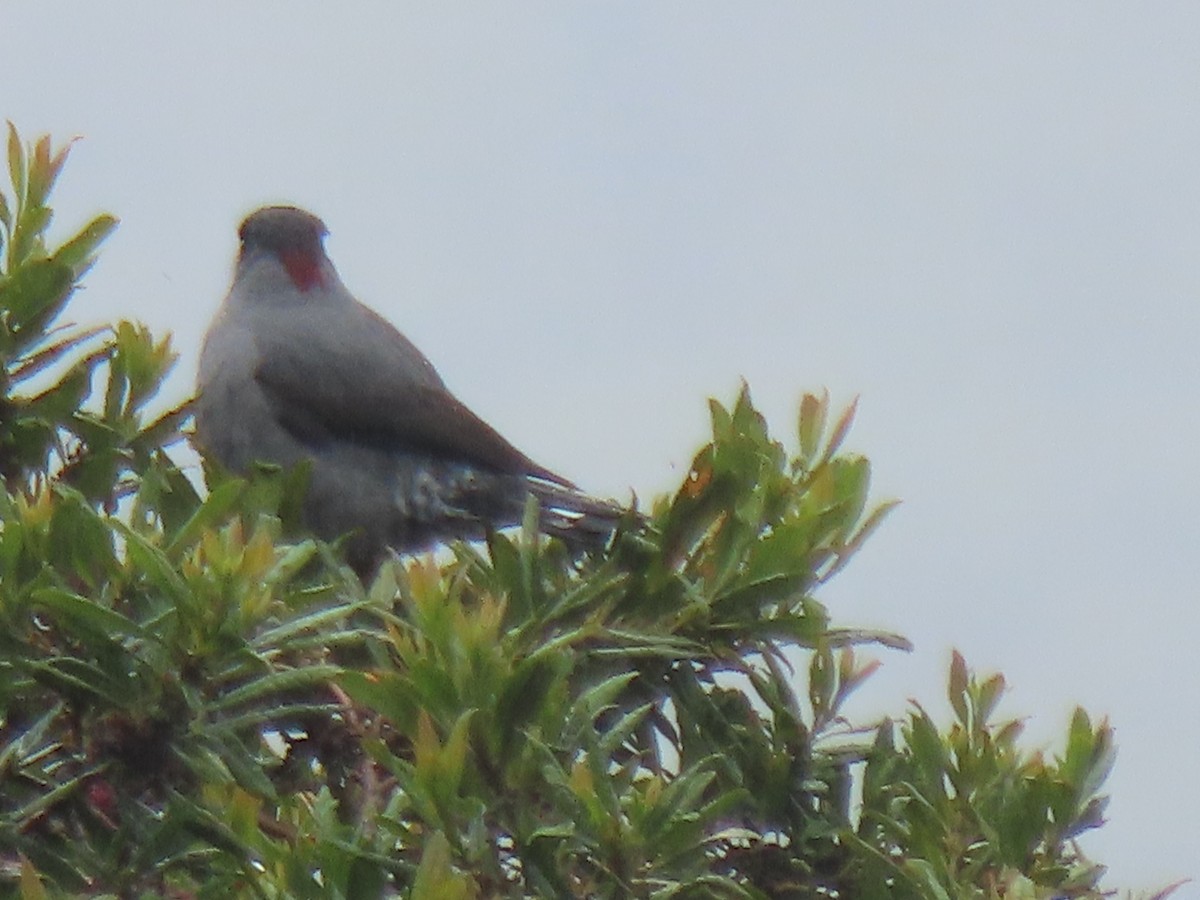 アカカンムリカザリドリ - ML644580810