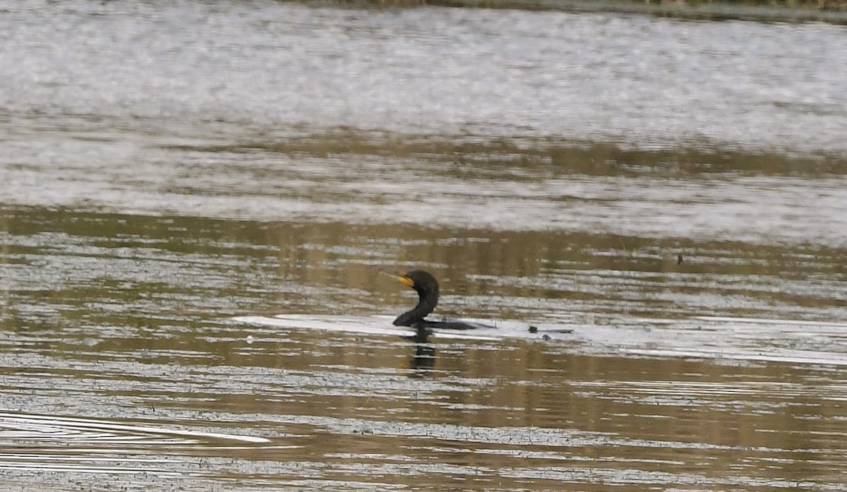 Double-crested Cormorant - ML644580817
