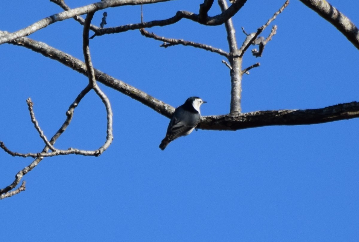 Sittelle à poitrine blanche - ML644580818