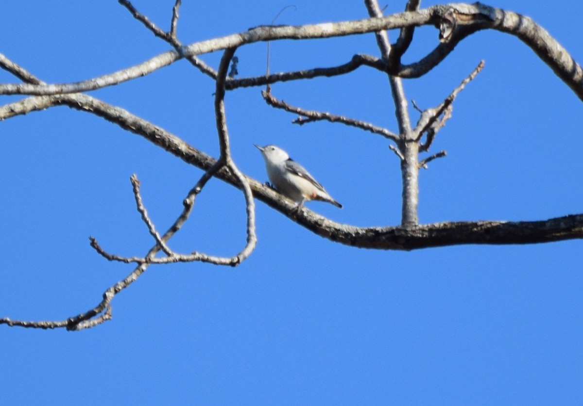 Sittelle à poitrine blanche - ML644580822