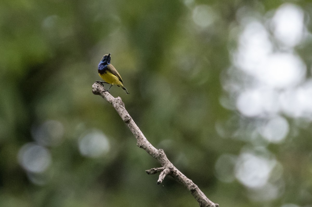 Ornate Sunbird - ML644580823