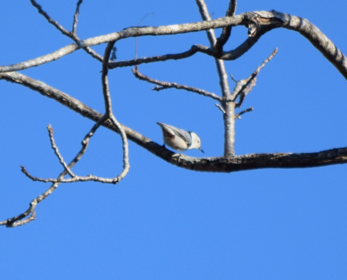Sittelle à poitrine blanche - ML644580831