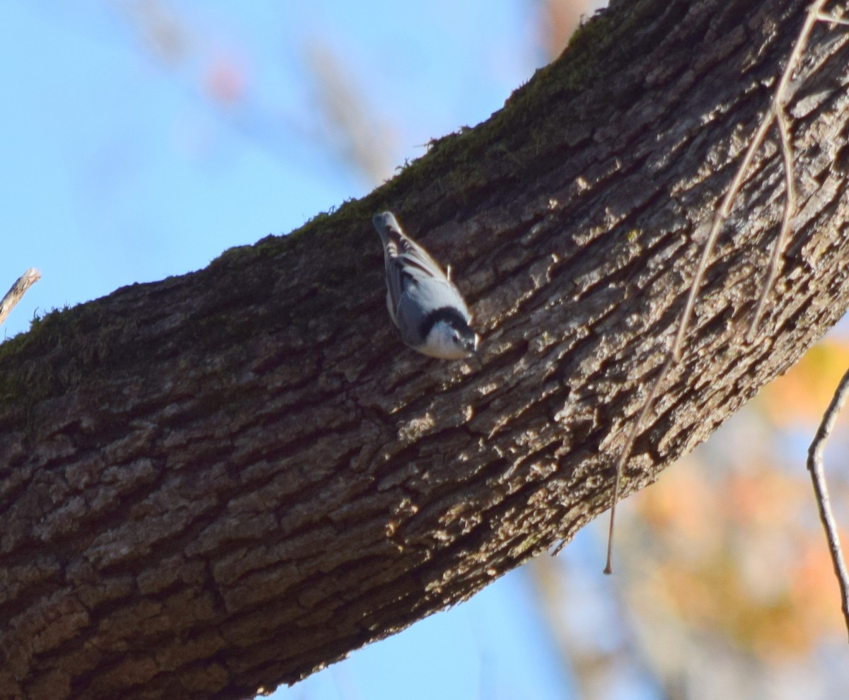 Sittelle à poitrine blanche - ML644580832
