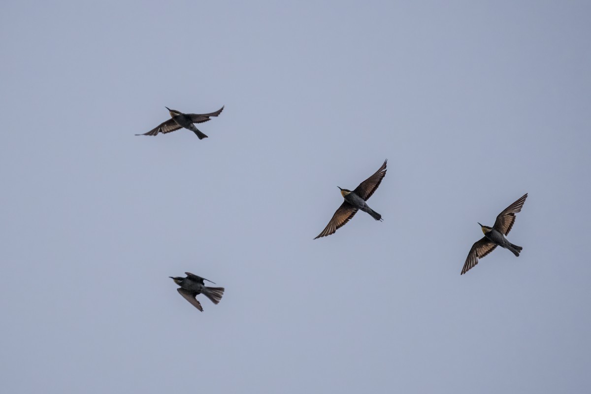 European Bee-eater - ML644580833