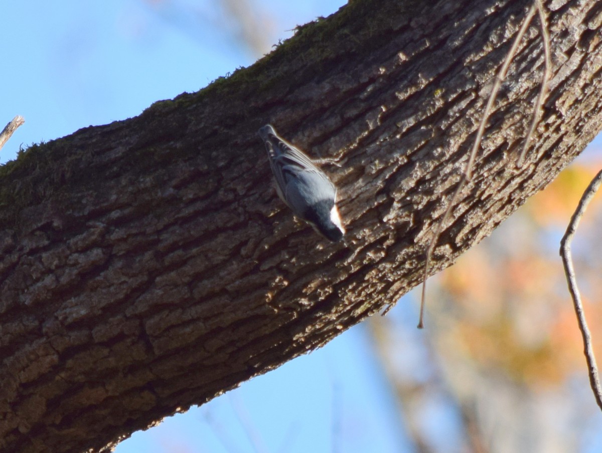Sittelle à poitrine blanche - ML644580834