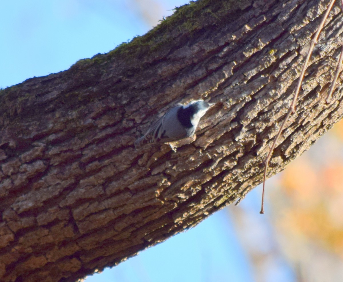 Sittelle à poitrine blanche - ML644580835