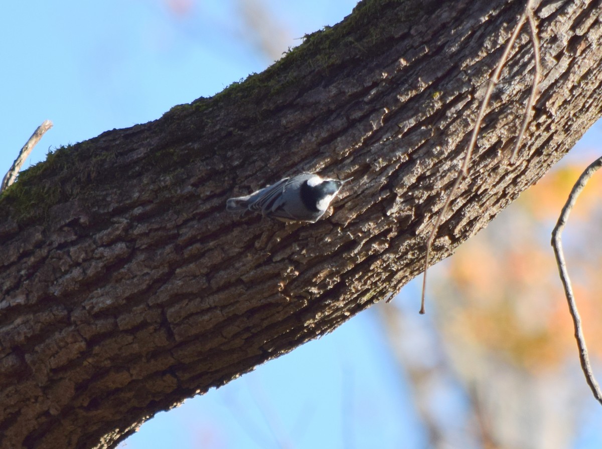 Sittelle à poitrine blanche - ML644580836