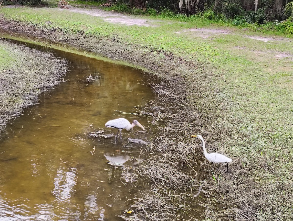 Tantalo amerikarra - ML644580838