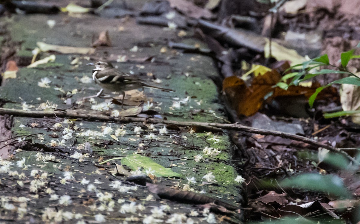 イワミセキレイ - ML644580839