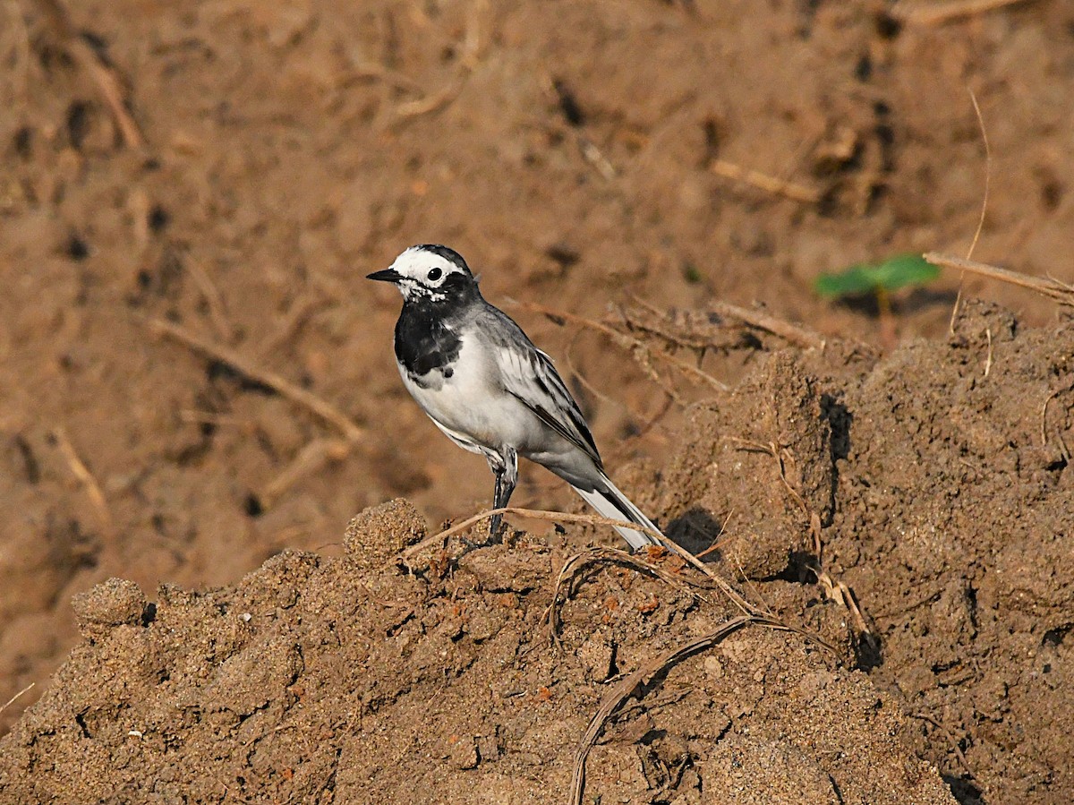 Bergeronnette grise - ML644580840