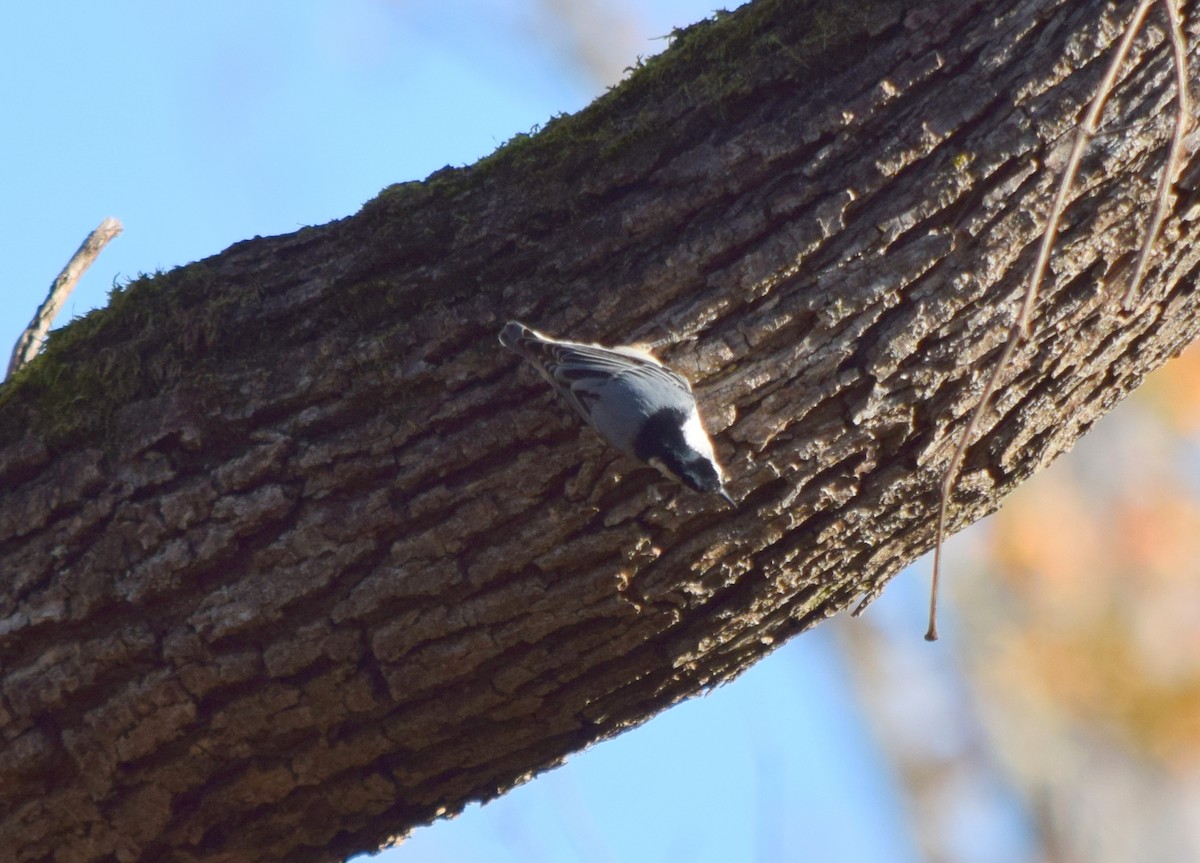 Sittelle à poitrine blanche - ML644580841