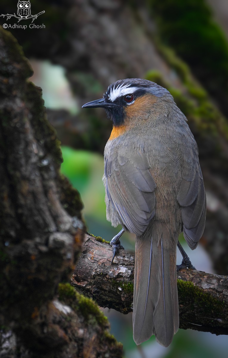 Nilgiri Laughingthrush - ML644580847