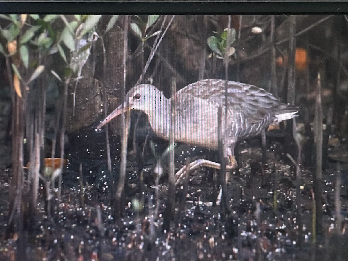 Clapper Rail (Atlantic Coast) - ML644580851