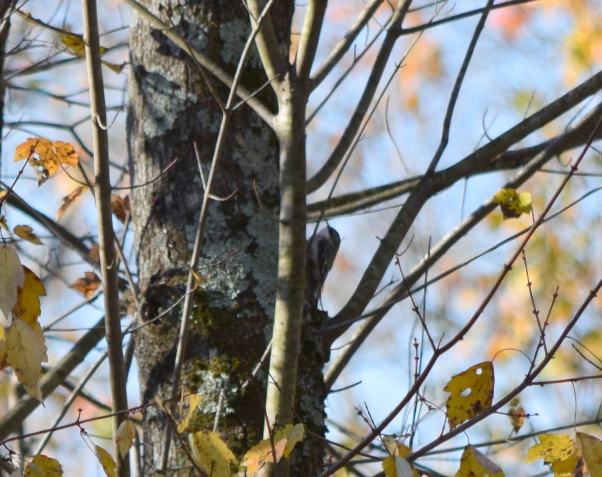 amerikatrekryper - ML644580854