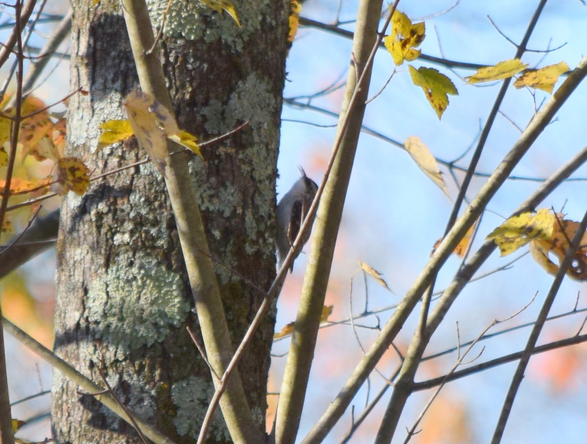 amerikatrekryper - ML644580855