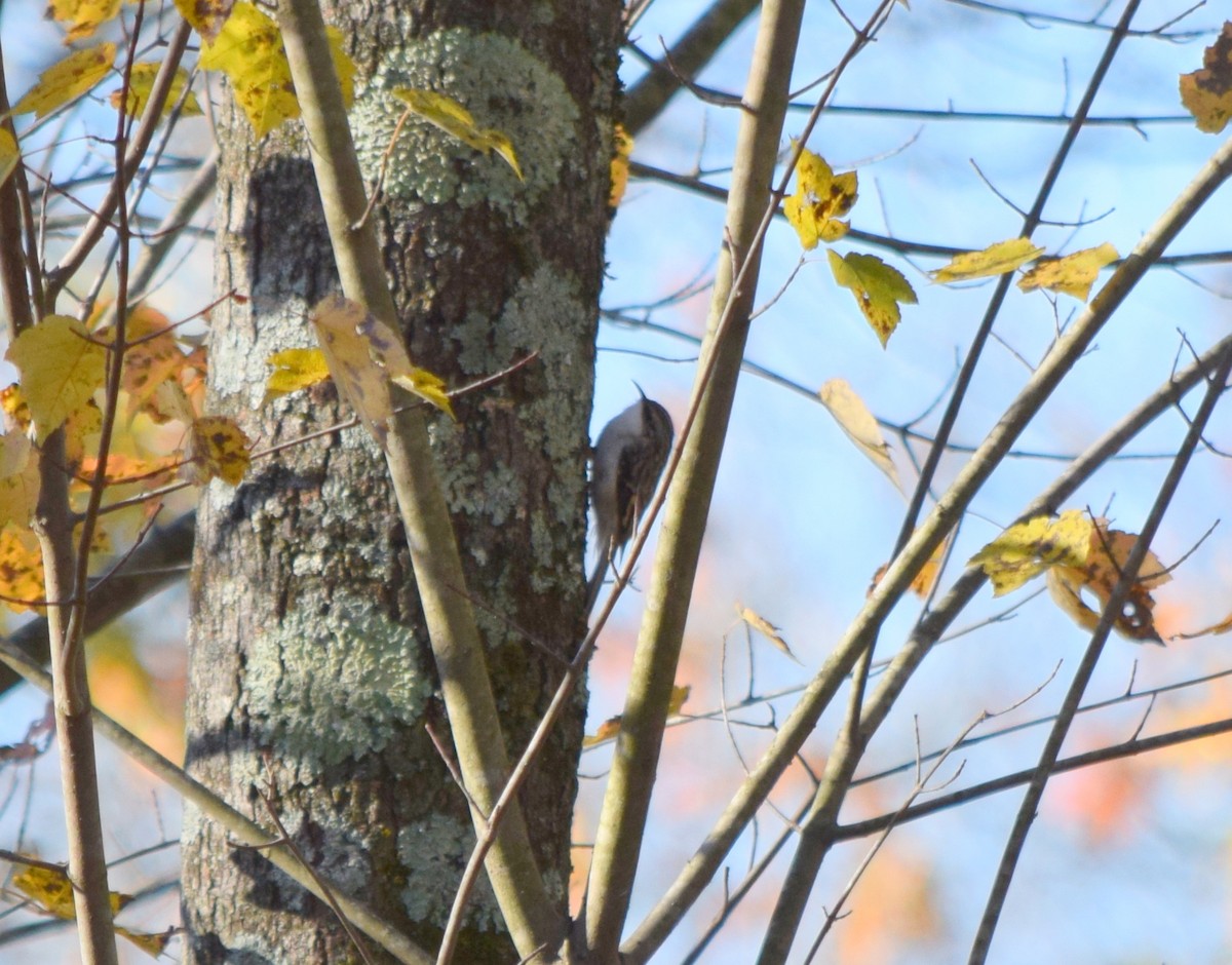 amerikatrekryper - ML644580859