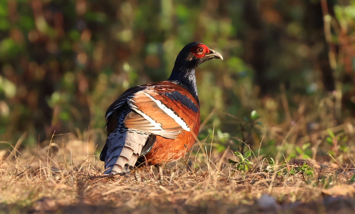 Mrs. Hume's Pheasant - ML644580865