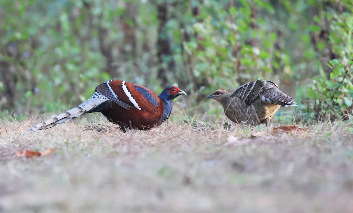 Mrs. Hume's Pheasant - ML644580866