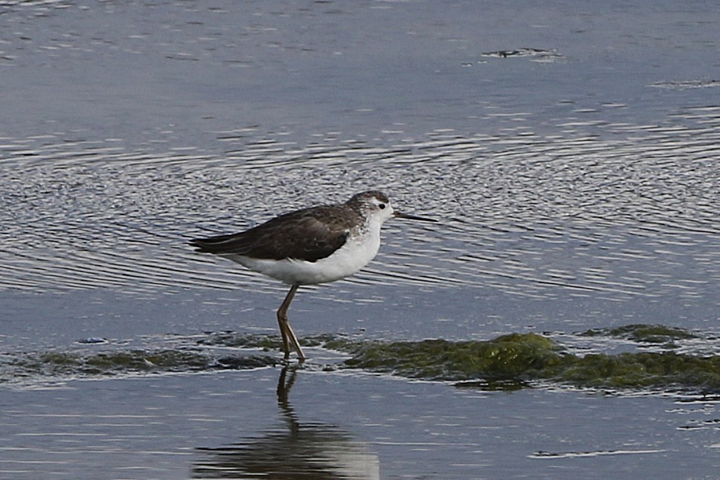 ביצנית עדינה - ML644580872