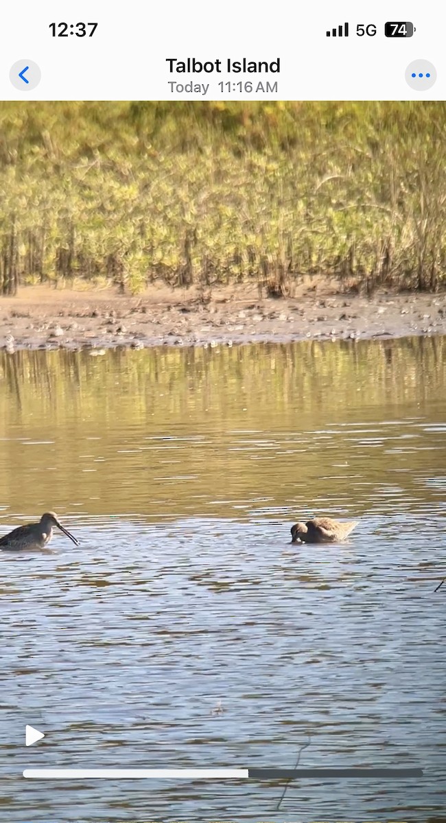 長嘴半蹼鷸 - ML644580875