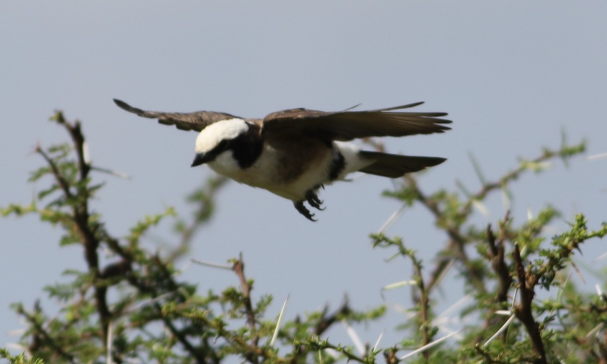 White-crowned Shrike - ML644580879