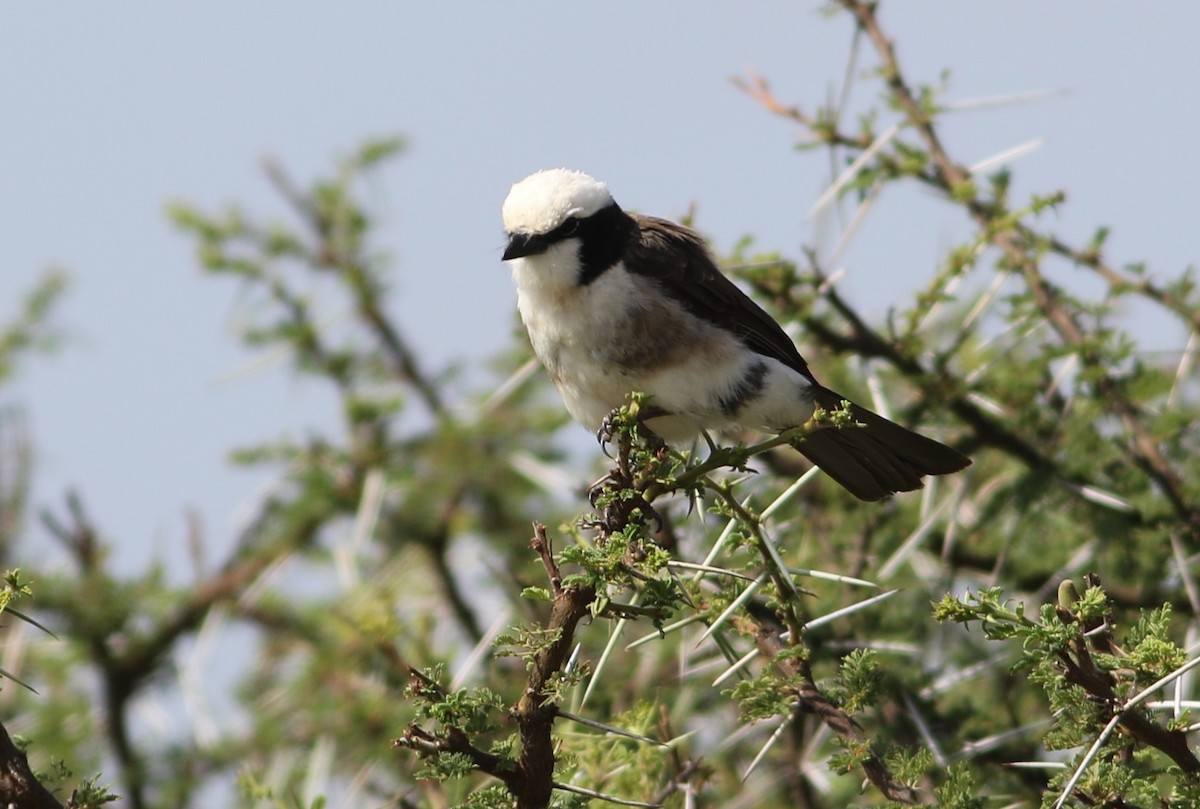White-crowned Shrike - ML644580880