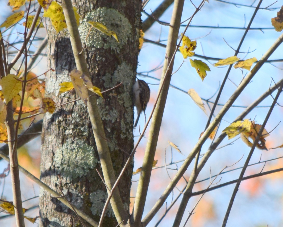 amerikatrekryper - ML644580882