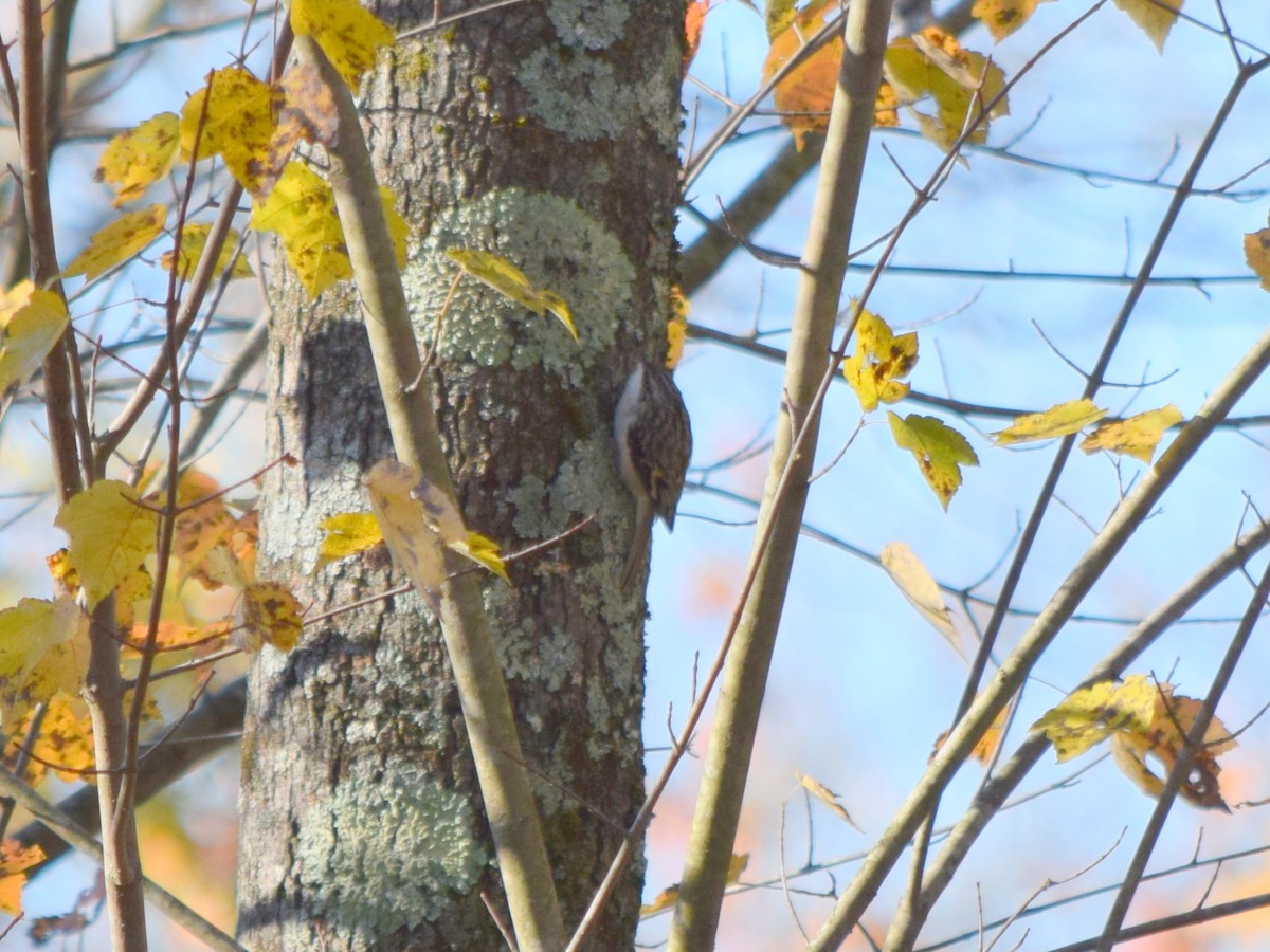 amerikatrekryper - ML644580883