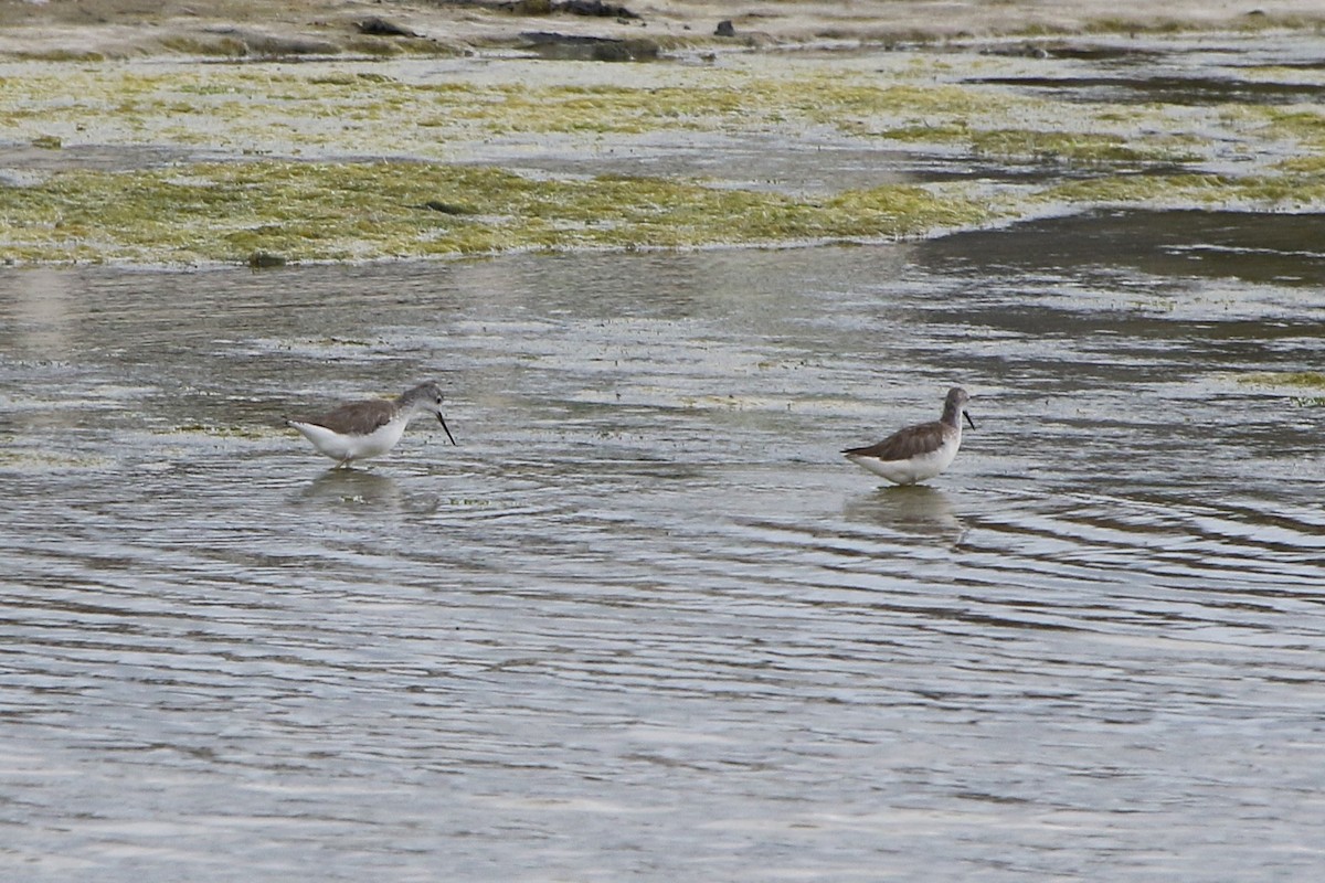 ביצנית עדינה - ML644580884