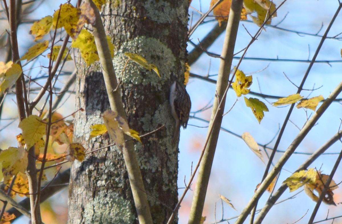 amerikatrekryper - ML644580887