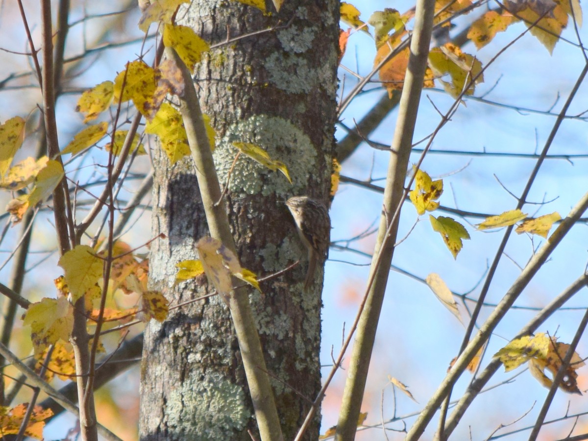 amerikatrekryper - ML644580888