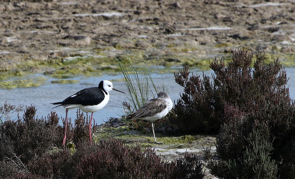 Pied Stilt - ML644580890